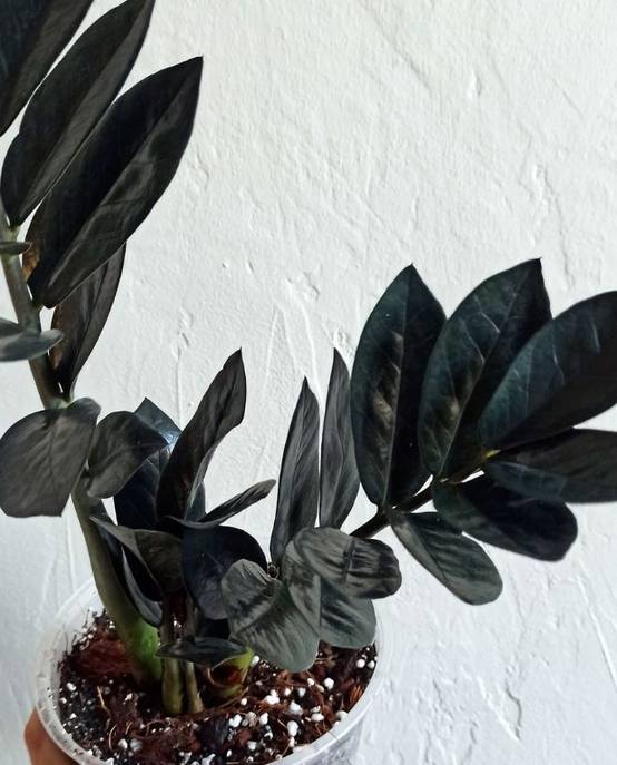 Zamioculcas Zamiifolia Raven D. 15cm H. 65cm - Plante d'intérieur - IndoorPoppies - Image 2