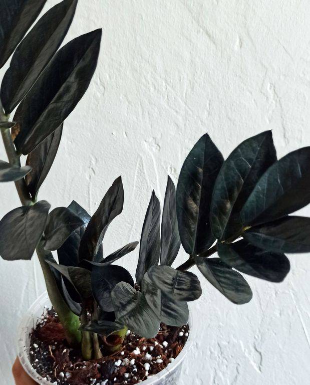 Zamioculcas Zamiifolia Raven D. 15cm H. 65cm - Plante d'intérieur - IndoorPoppies - Image 2