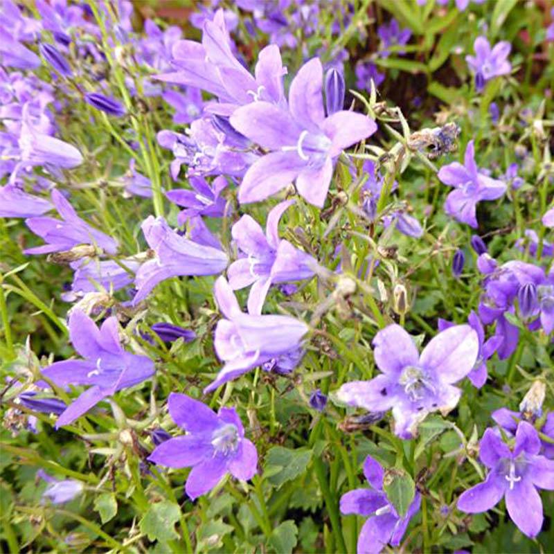Promesse de Fleurs - Campanula portenschlagiana Resholt Variety - Campanule des Murets  Godet de 8/9 cm
