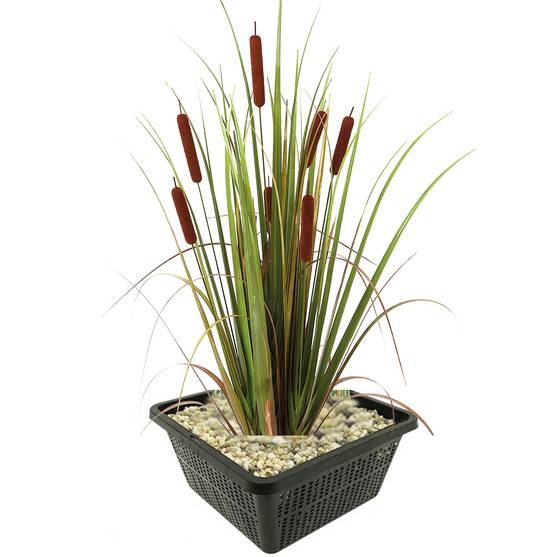 0 - Massette Plante Berge Bassin - Rustique - Indigène - 9 Pièces - Image 1