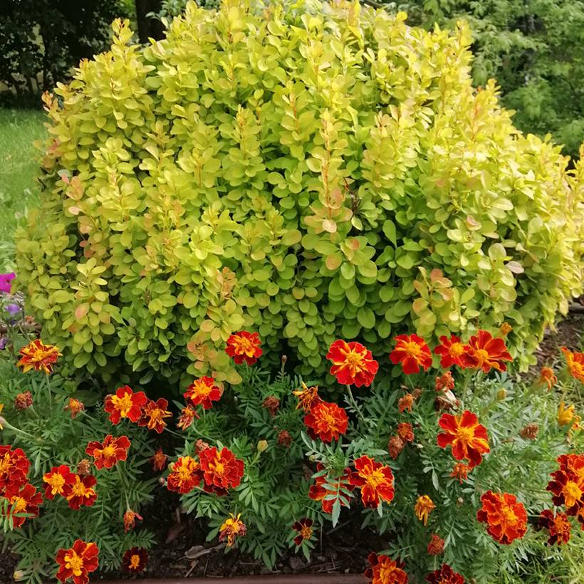 Berberis thunbergii Maria - Épine-vinette Pot de 2L/3L