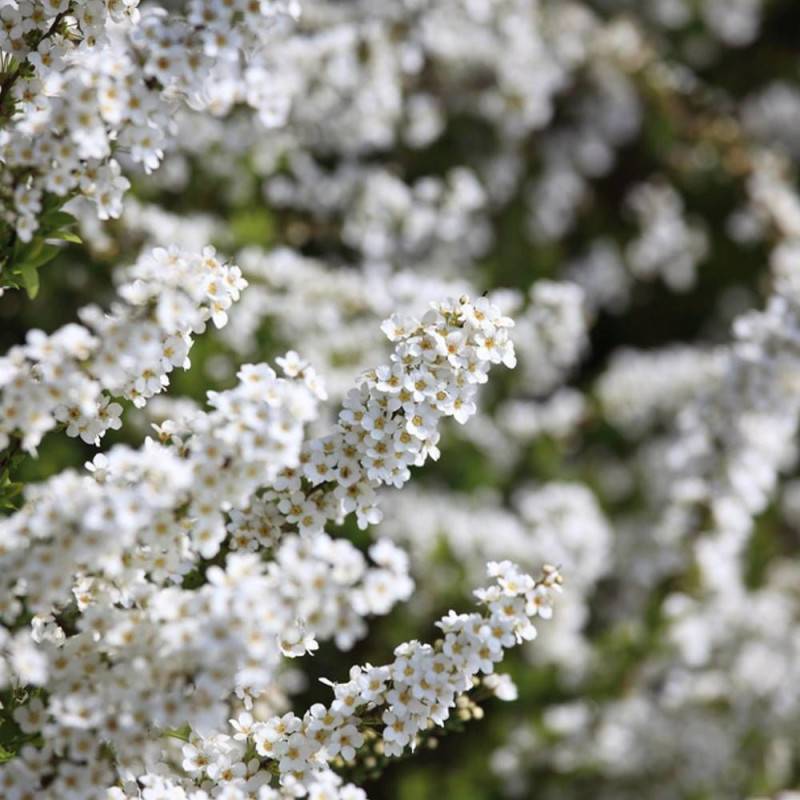 Spirée de Thunberg, Spiraea à fleurs Blanche - feuillage Caduc - Pot de 7,5L - 40/60 cm-  hauteur à maturité De 1,00 m à 1,50 m - Image 4