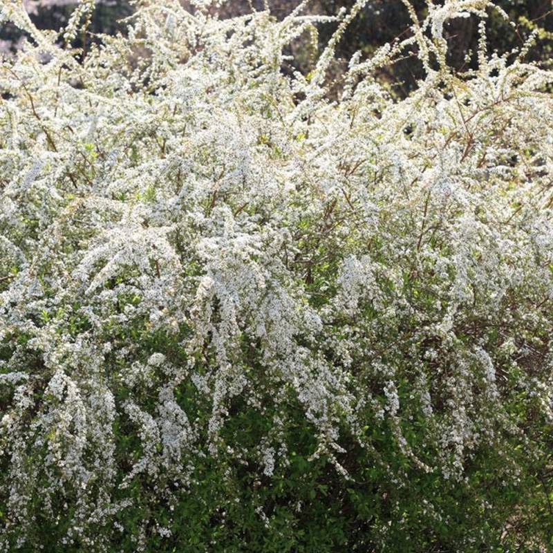 Spirée de Thunberg, Spiraea à fleurs Blanche - feuillage Caduc - Pot de 7,5L - 40/60 cm-  hauteur à maturité De 1,00 m à 1,50 m - Image 1