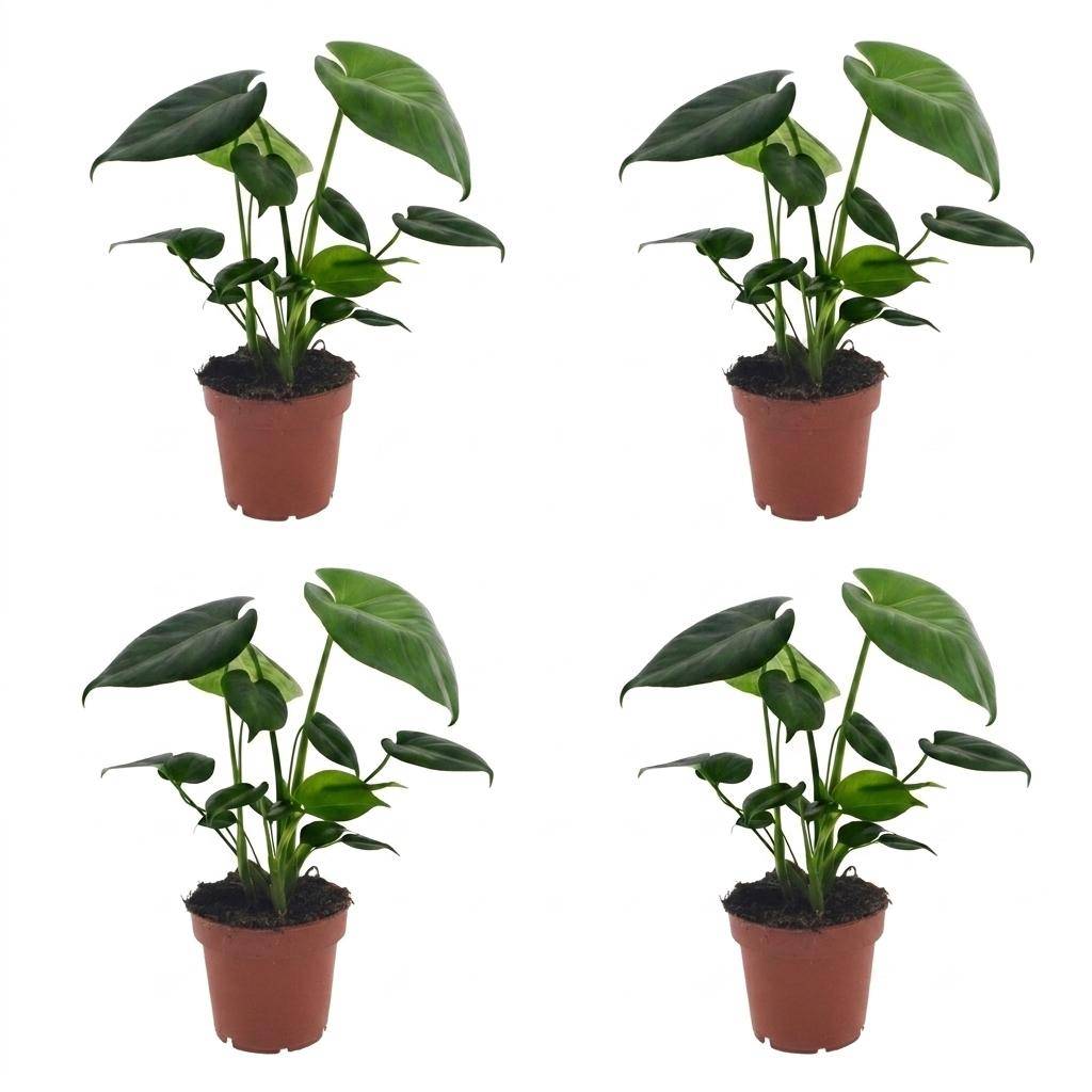 Monstera Deliciosa - Pot de 12cm - 4 plantes - Sans cache-pot - Plantes d'intérieur - Image 2