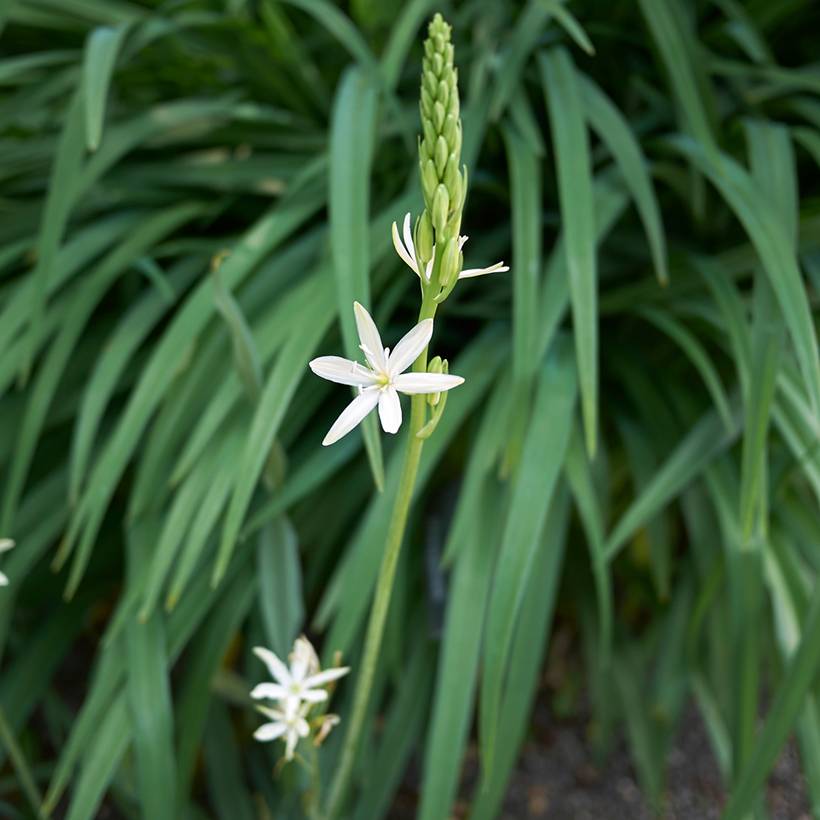 Promesse de Fleurs - Camassia leichtlinii Silk River Pot de 2L/3L