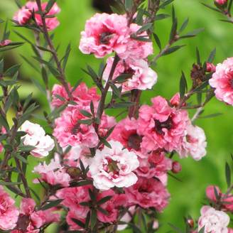 Leptospermum Martini, Arbre à thé à fleurs Rose - feuillage Persistant - Pot de 7,5L - 40/60 cm- hauteur à maturité De 1,00 m à 1,50 m