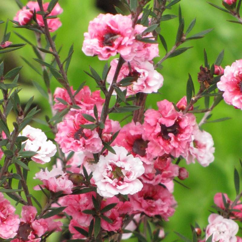 Leptospermum Martini, Arbre à thé à fleurs Rose - feuillage Persistant - Pot de 7,5L - 40/60 cm-  hauteur à maturité De 1,00 m à 1,50 m - Image 2