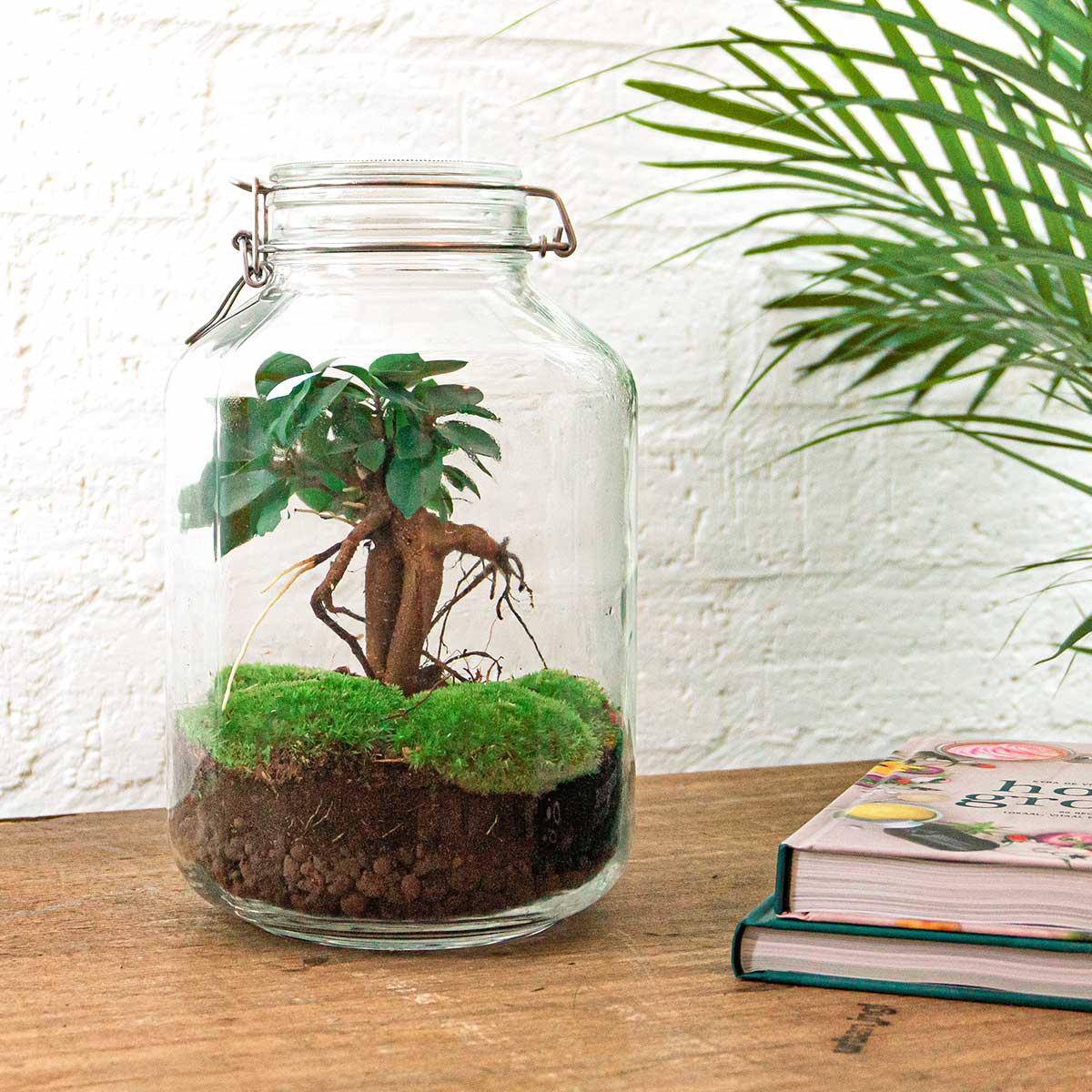 Terrarium à composer bouteille en verre recyclé - Ø18-H28cm - sans outils - Ficus Ginseng - Terrarium DIY - Image 2