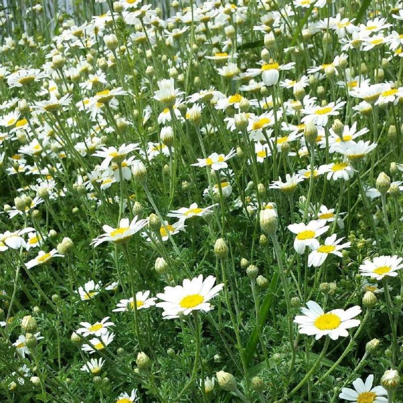 Camomille des monts à fleurs Blanche - feuillage Caduc - Godet - 5/20 cm-  hauteur à maturité De 0,15 m à 0,50 m - Image 1