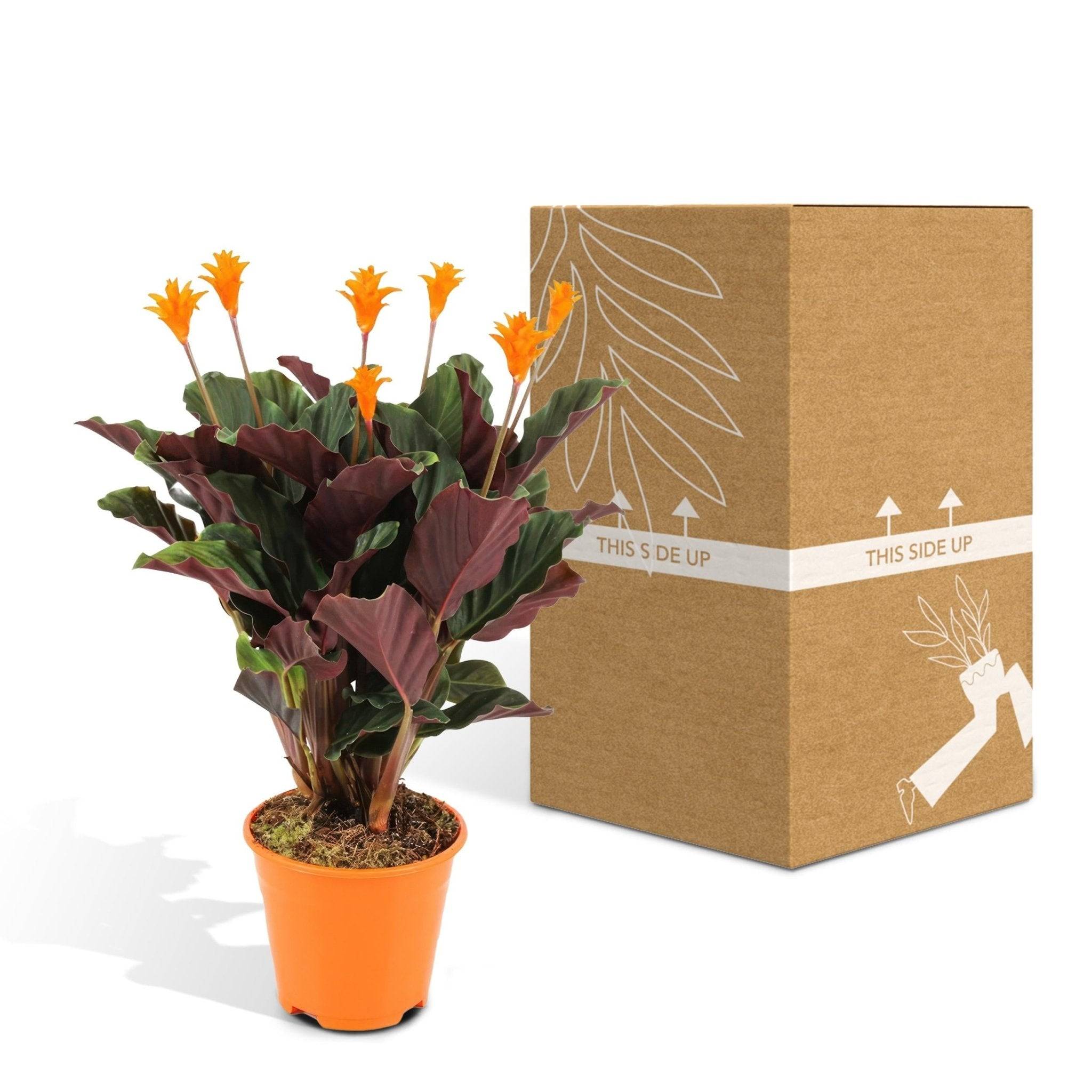 La Green Touch - Calathea Crocata 40cm - Plante d'intérieur- La Green Touch - Image 6