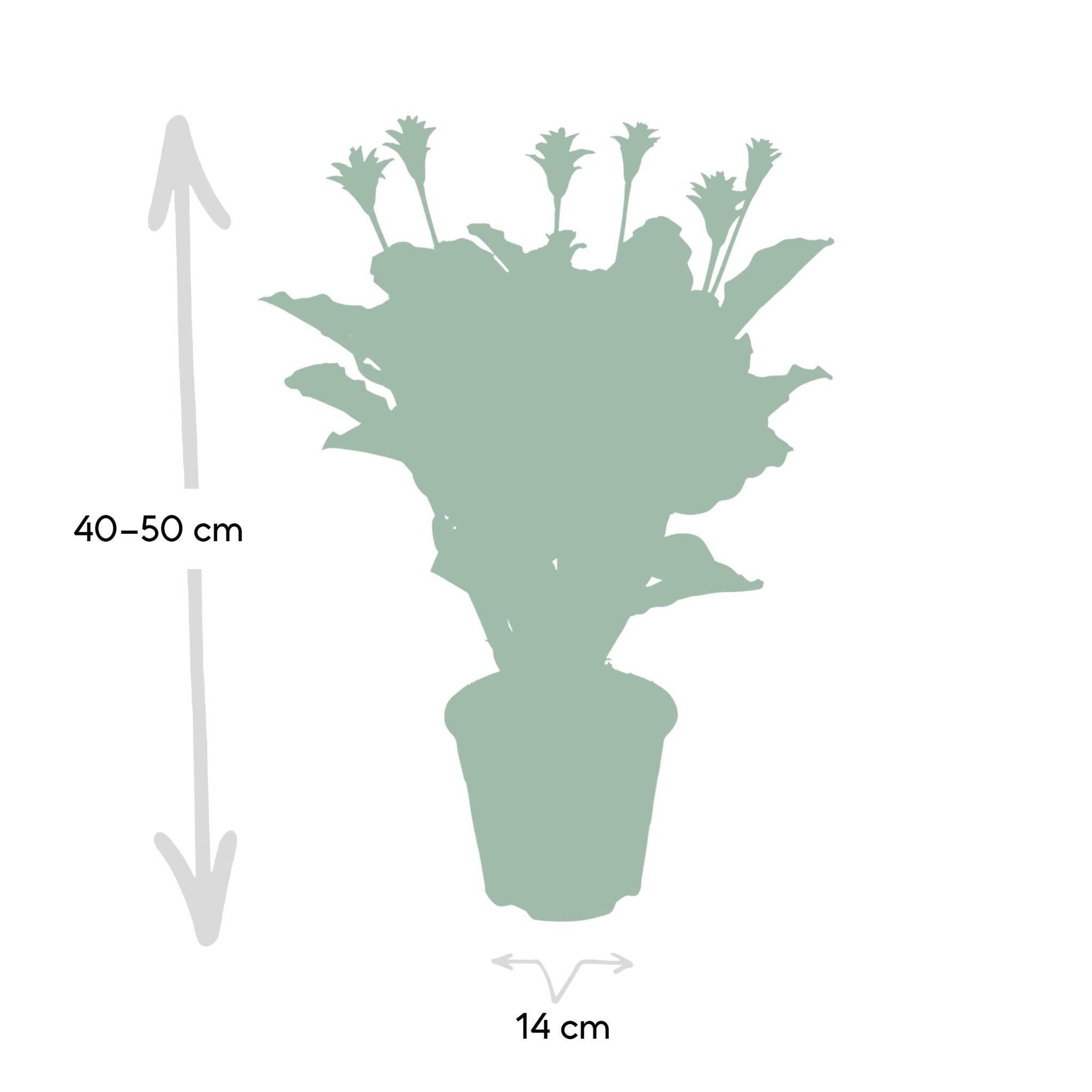 La Green Touch - Calathea Crocata 40cm - Plante d'intérieur- La Green Touch - Image 5