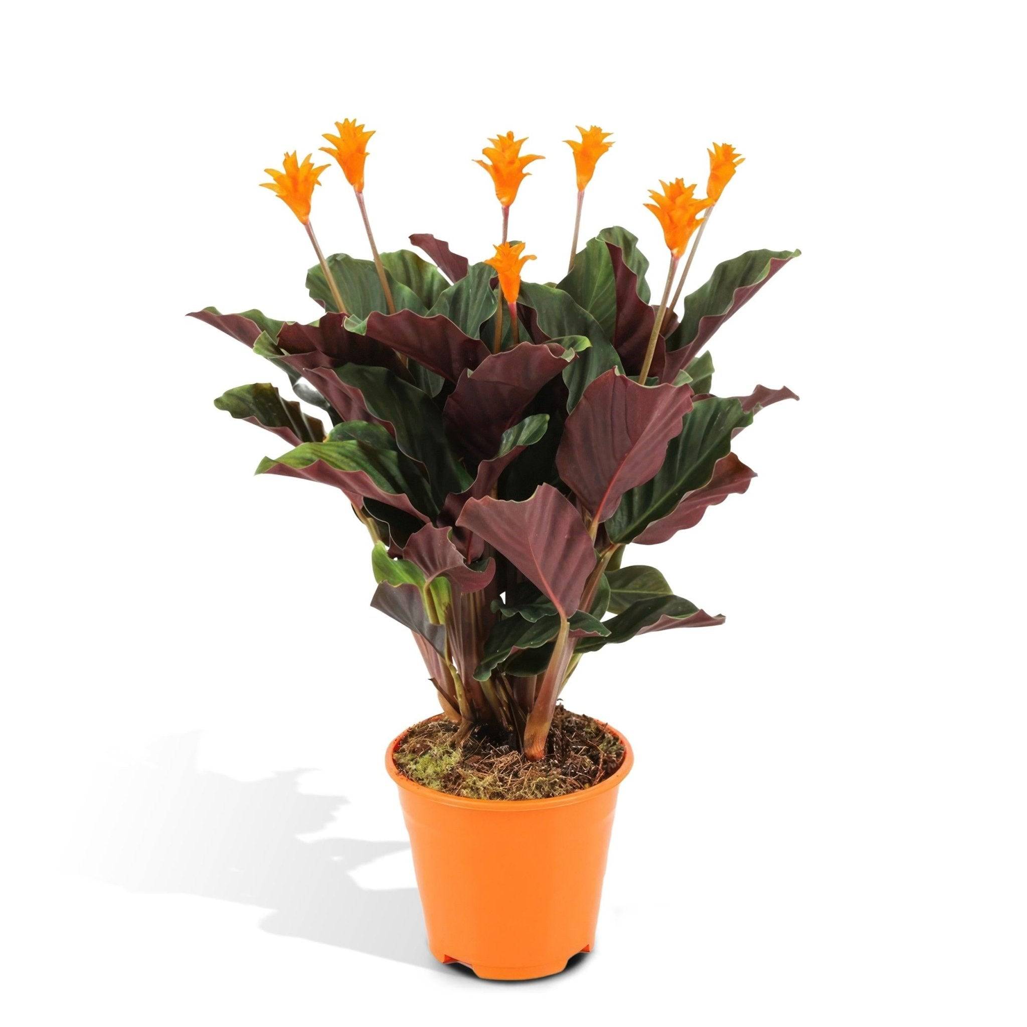 La Green Touch - Calathea Crocata 40cm - Plante d'intérieur- La Green Touch - Image 1