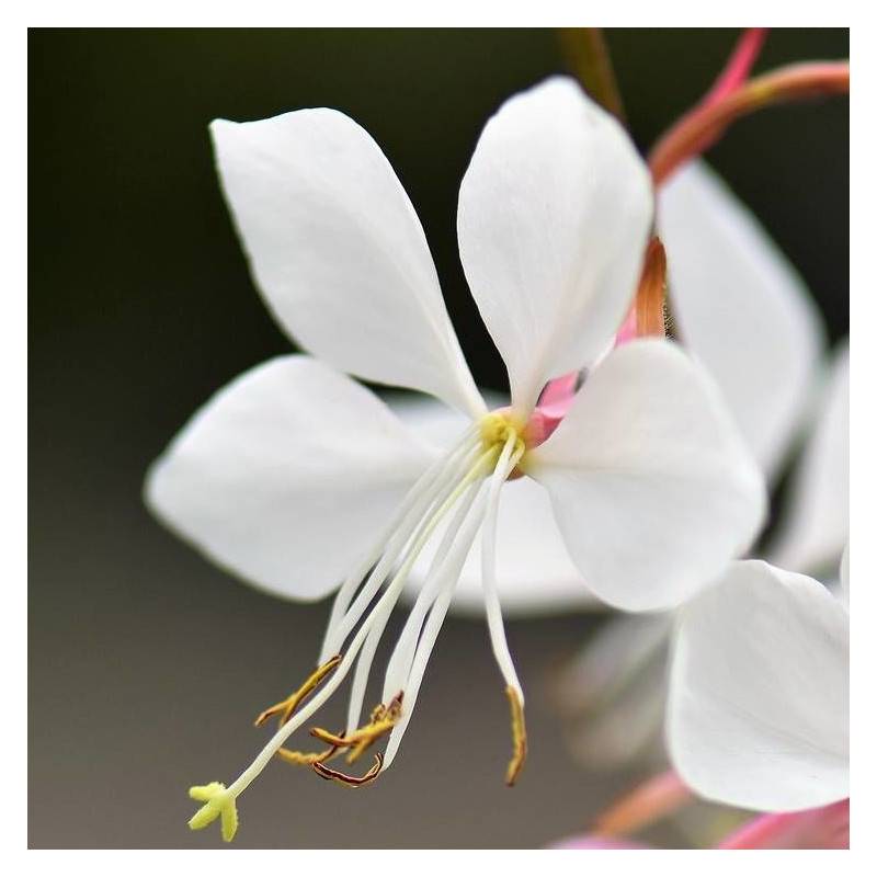 Gaura Whirling Butterflies à fleurs Blanche/ - feuillage Caduc - Pot de 3L - 20/40 cm - Image 1
