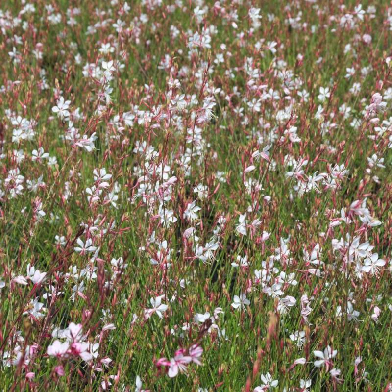 Gaura Whirling Butterflies à fleurs Blanche/ - feuillage Caduc - Pot de 3L - 20/40 cm - Image 6