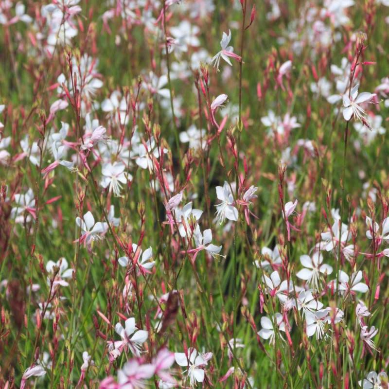 Gaura Whirling Butterflies à fleurs Blanche/ - feuillage Caduc - Pot de 3L - 20/40 cm - Image 5