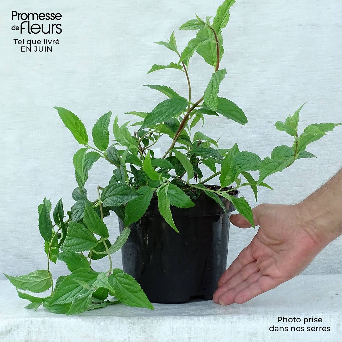 Promesse de Fleurs - Deutzia hybride Mont Rose - Deutzie Pot de 2L/3L - Image 2