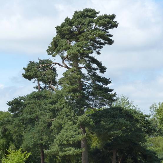 Pin sylvestre - Pinus sylvestris Pot de 2L/3L - Image 1