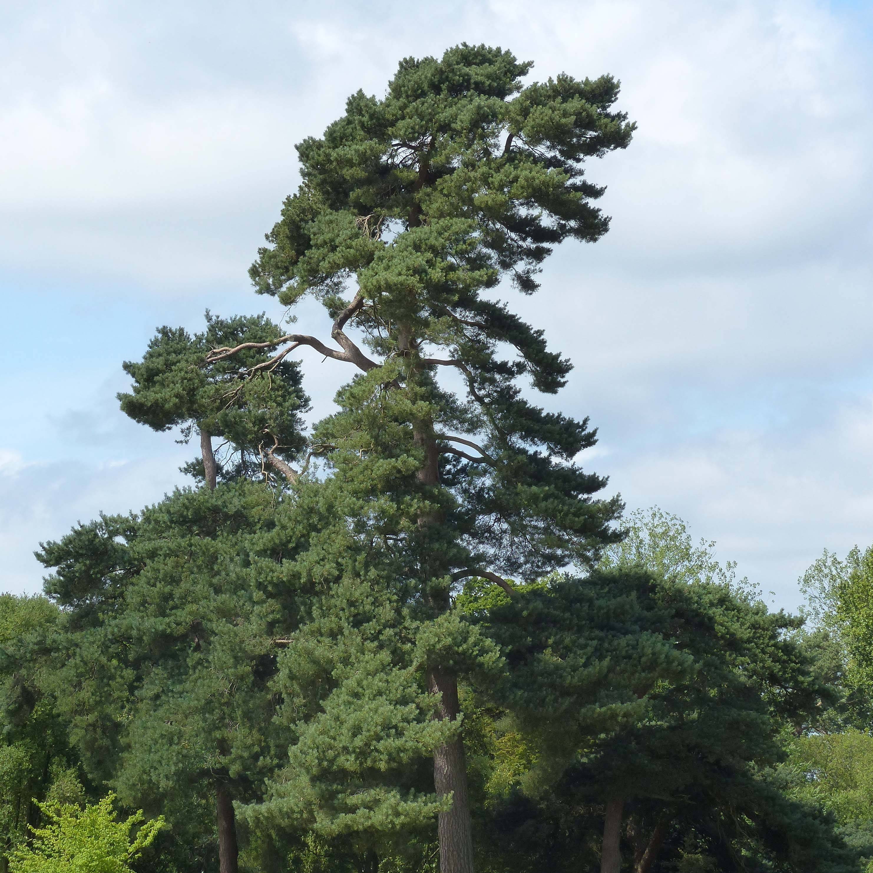 Pin sylvestre - Pinus sylvestris Pot de 2L/3L - Image 1
