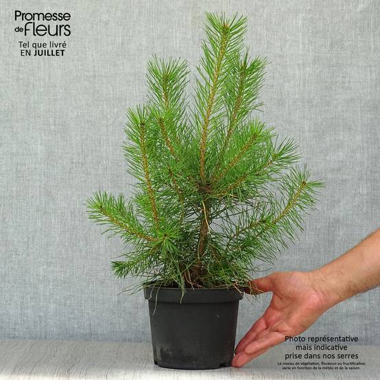 Pin sylvestre - Pinus sylvestris Pot de 2L/3L - Image 2