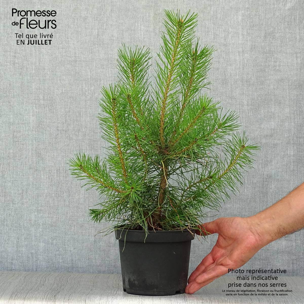 Pin sylvestre - Pinus sylvestris Pot de 2L/3L - Image 2