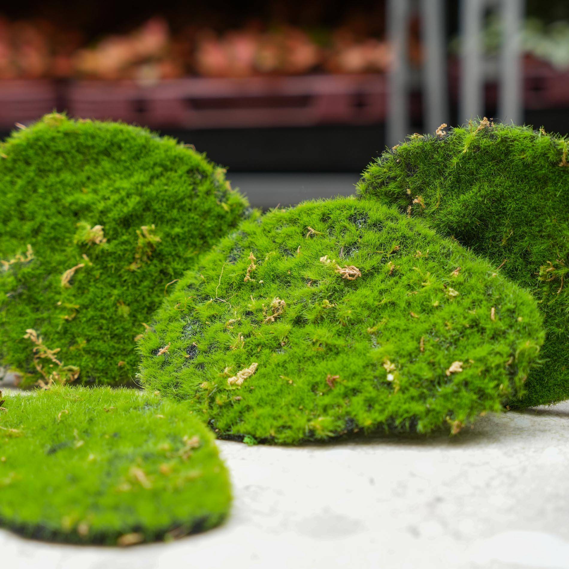 PANGIVO - Plaques de mousse synthétique vert 16 x 12 x 1 cm - PANGIVO - Image 1