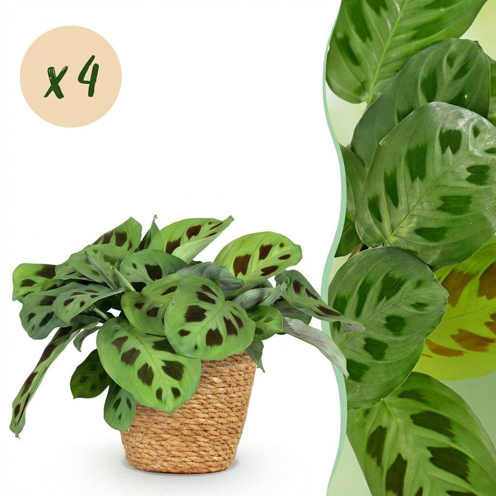 Maranta Fascinator Kerchoveana - Pet-friendly - Pot de 12cm - Hauteur 25cm - 4 plantes - Panier - Plantes d'intérieur - Image 1