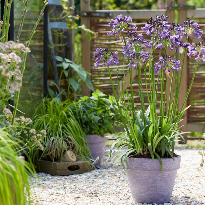 Agapanthe EVERPANTHUS® Poppin' Purple® 'MP003' à fleurs Violette/ - feuillage Semi-Persistant - Godet