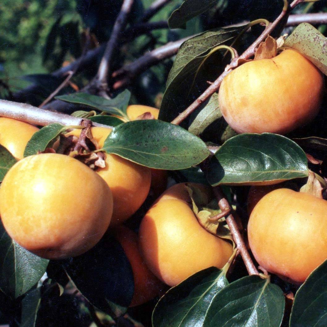 Promesse de Fleurs - Plaqueminier, Kaki - Diospyros kaki Tipo Pot de 12L/15L, Demi-Tige