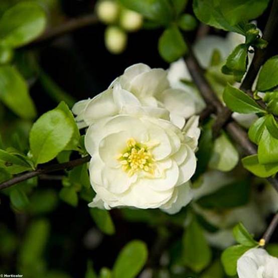 Promesse de Fleurs - Cognassier du Japon Yukigoten - Chaenomeles speciosa Pot de 3L/4L - Image 1