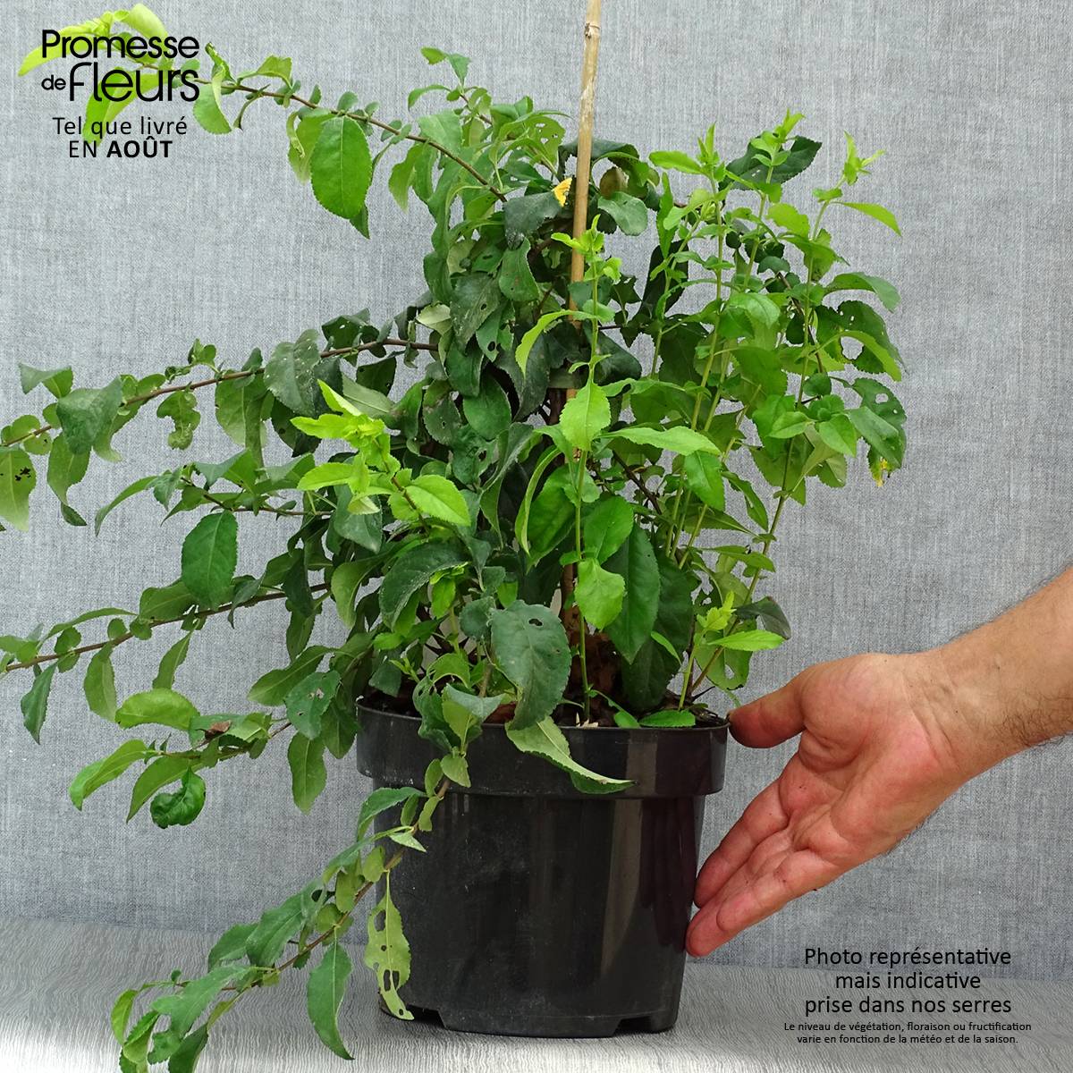 Promesse de Fleurs - Cognassier du Japon Yukigoten  - Chaenomeles speciosa Pot de 3L/4L - Image 2