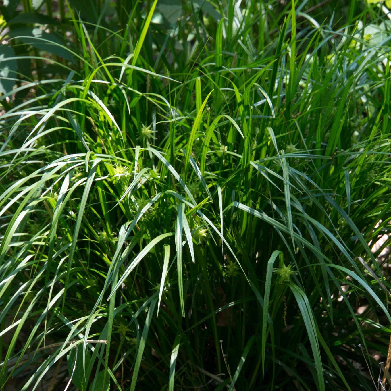 Promesse de Fleurs - Carex grayi - Laîche massue Godet de 8/9 cm