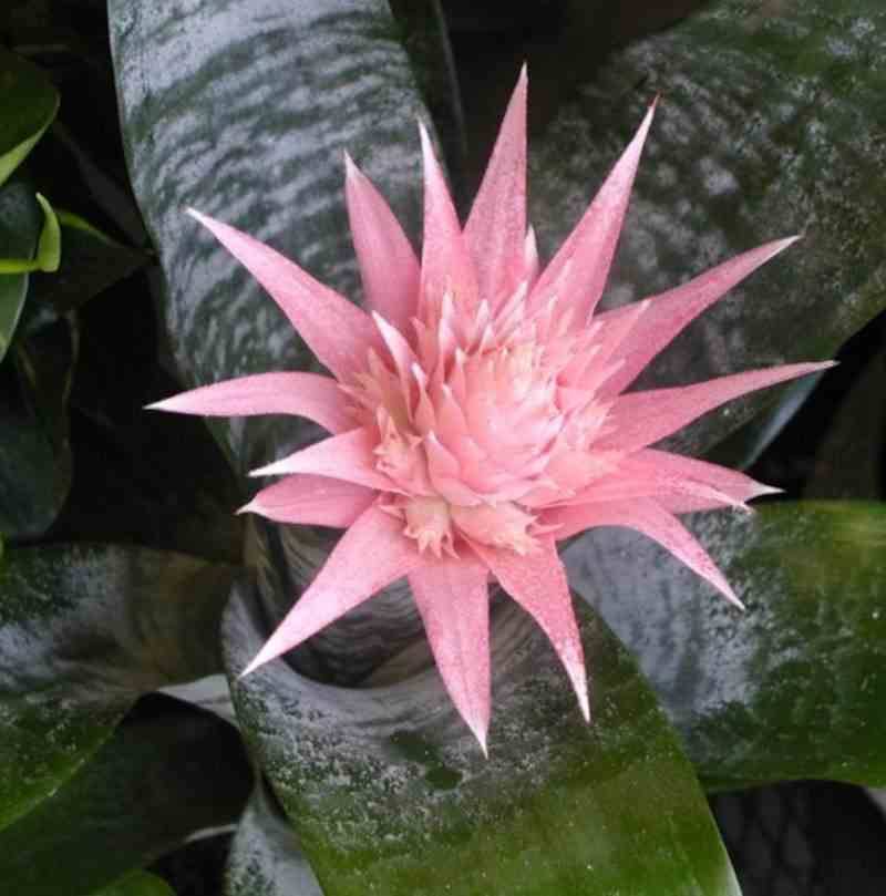 Sans Marque - Aechmea fasciata Pot de 2 litres - 50/70 cm - Image 2