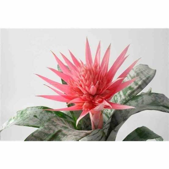 Sans Marque - Aechmea fasciata Pot de 2 litres - 50/70 cm - Image 1