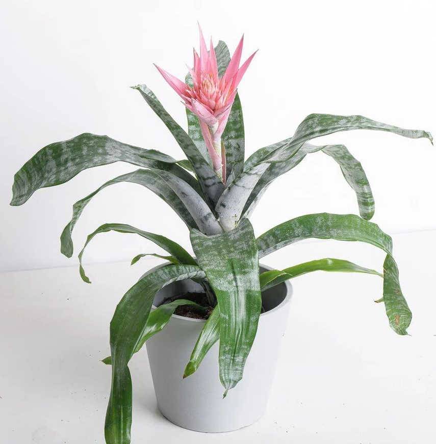 Sans Marque - Aechmea fasciata Pot de 2 litres - 50/70 cm - Image 3