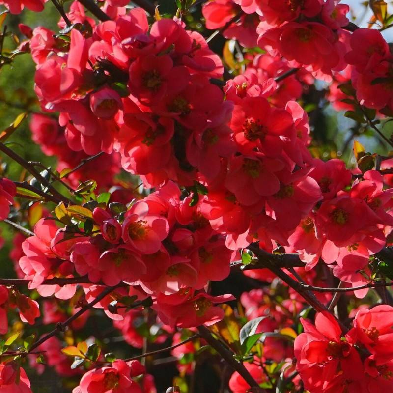 Cognassier du Japon Rubra Grandiflora, Chaenomeles à fleurs Rouge - feuillage Caduc - Godet - 5/20 cm-  hauteur à maturité De 3,00 m à 5,00 m - Image 1