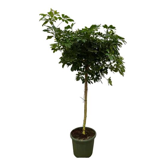 Schefflera Nora Stam - D45 H220cm