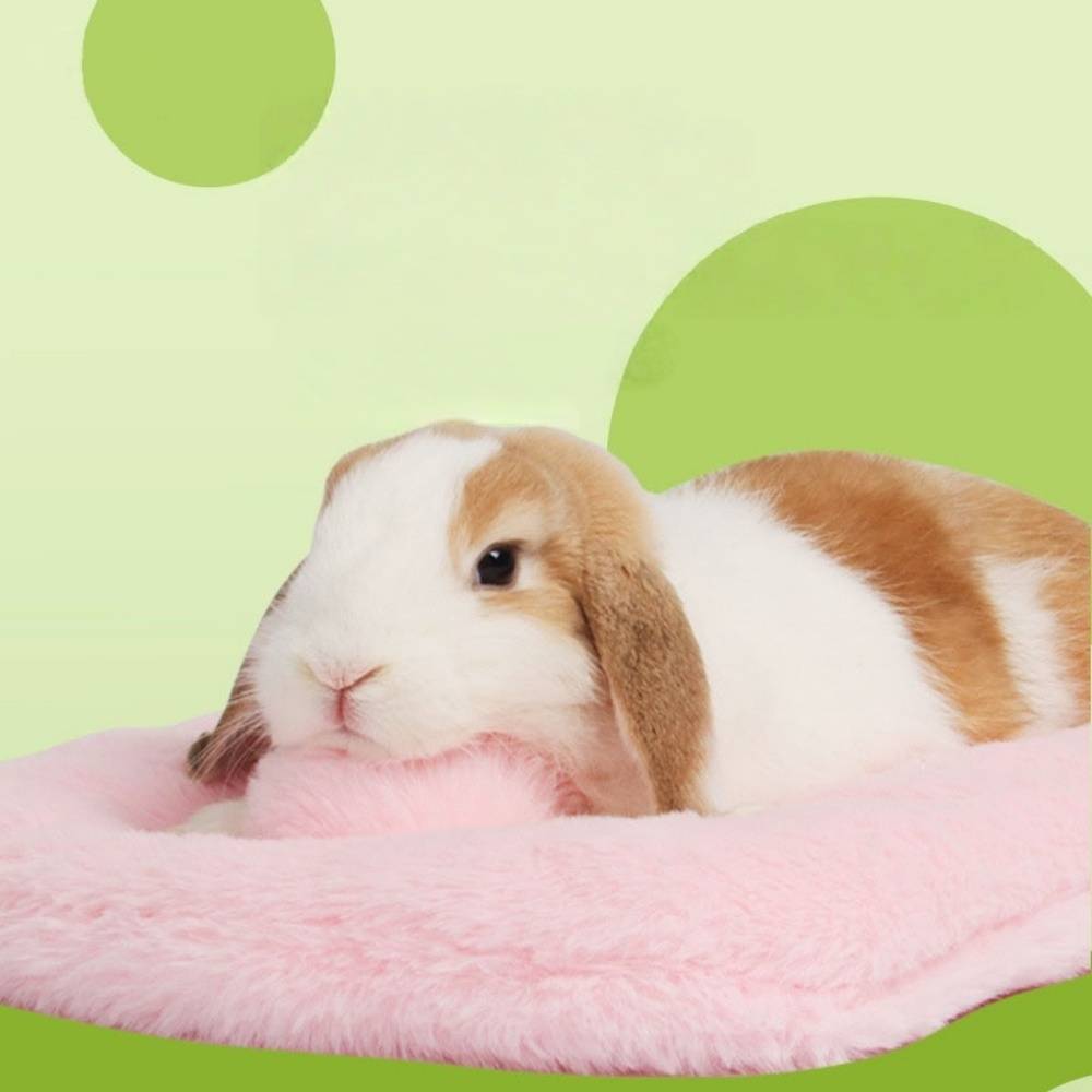 DtopbuyAge - Panier Pour Animal Domestique DtopbuyAge - Image 2