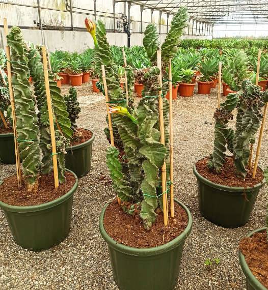 0 - Cereus forbesii cv. Spiralisi cactus sacré spirale Pot de 50L - 150/175cm