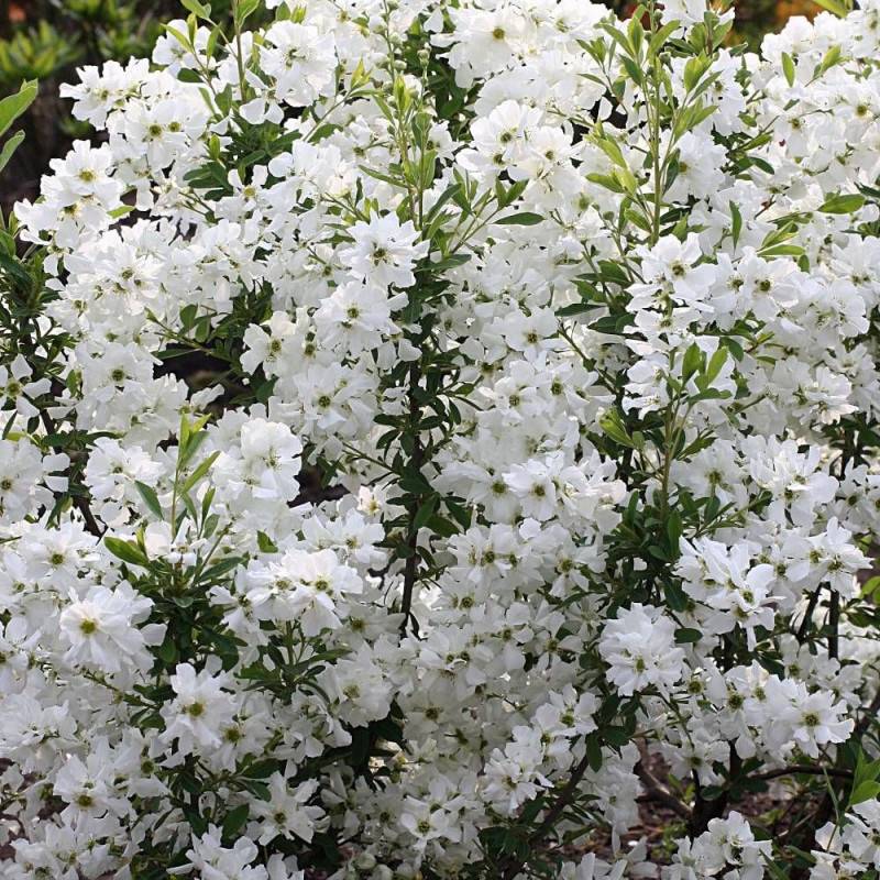 Arbre aux perles MAGICAL SPRINGTIME® 'Kolmaspri', Exochorda, Exocorde à fleurs Blanche - feuillage Caduc - Godet - 5/20 cm-  hauteur à maturité De 1,0 - Image 1