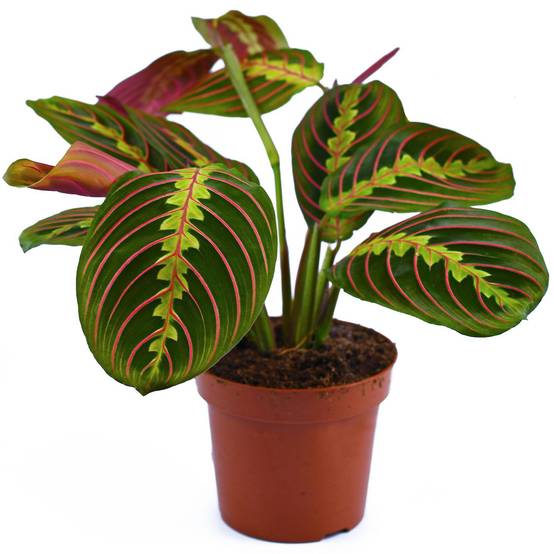 Gardenersdream - Maranta Fascinator Tricolore | Plante D'Intérieur Colorée | 20-30 Cm En Pot - GardenersDream - Image 2