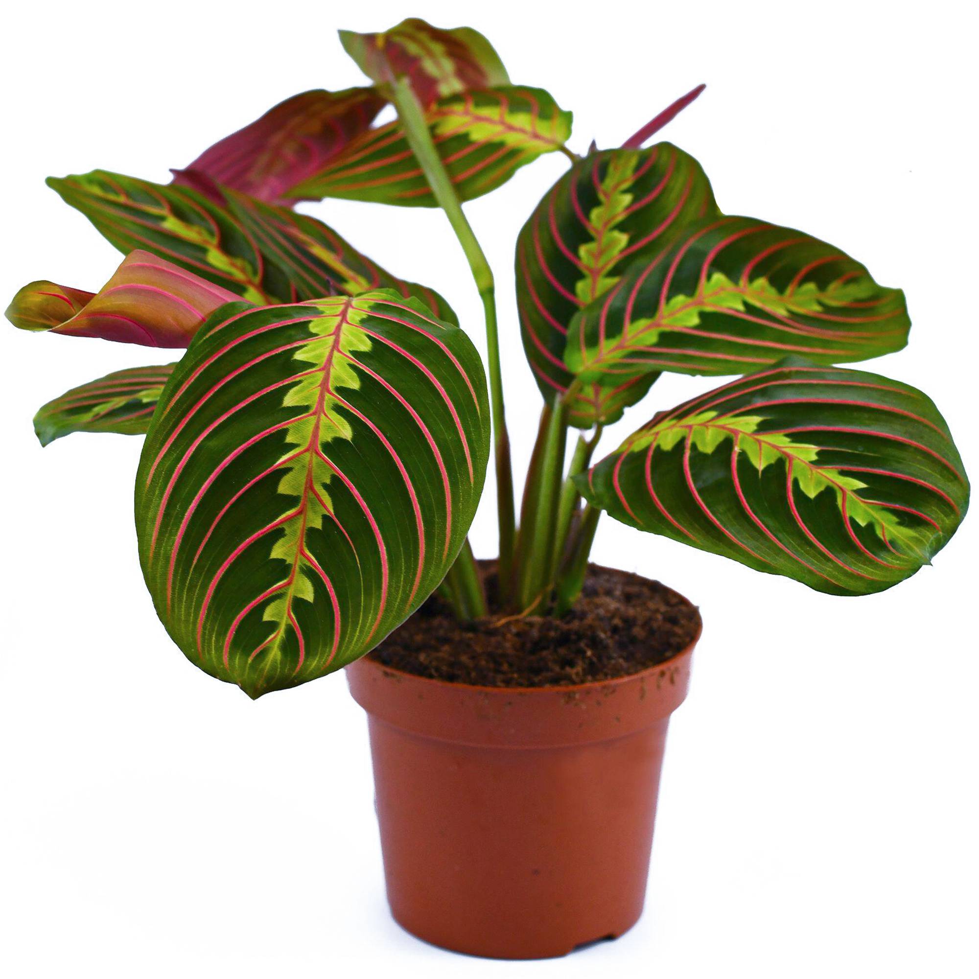 Gardenersdream - Maranta Fascinator Tricolore | Plante D'Intérieur Colorée | 20-30 Cm En Pot - GardenersDream - Image 2