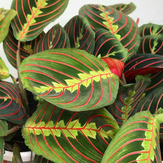 Gardenersdream - Maranta Fascinator Tricolore | Plante D'Intérieur Colorée | 20-30 Cm En Pot - GardenersDream - Image 4