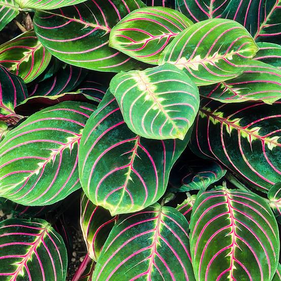 Gardenersdream - Maranta Fascinator Tricolore | Plante D'Intérieur Colorée | 20-30 Cm En Pot - GardenersDream - Image 1