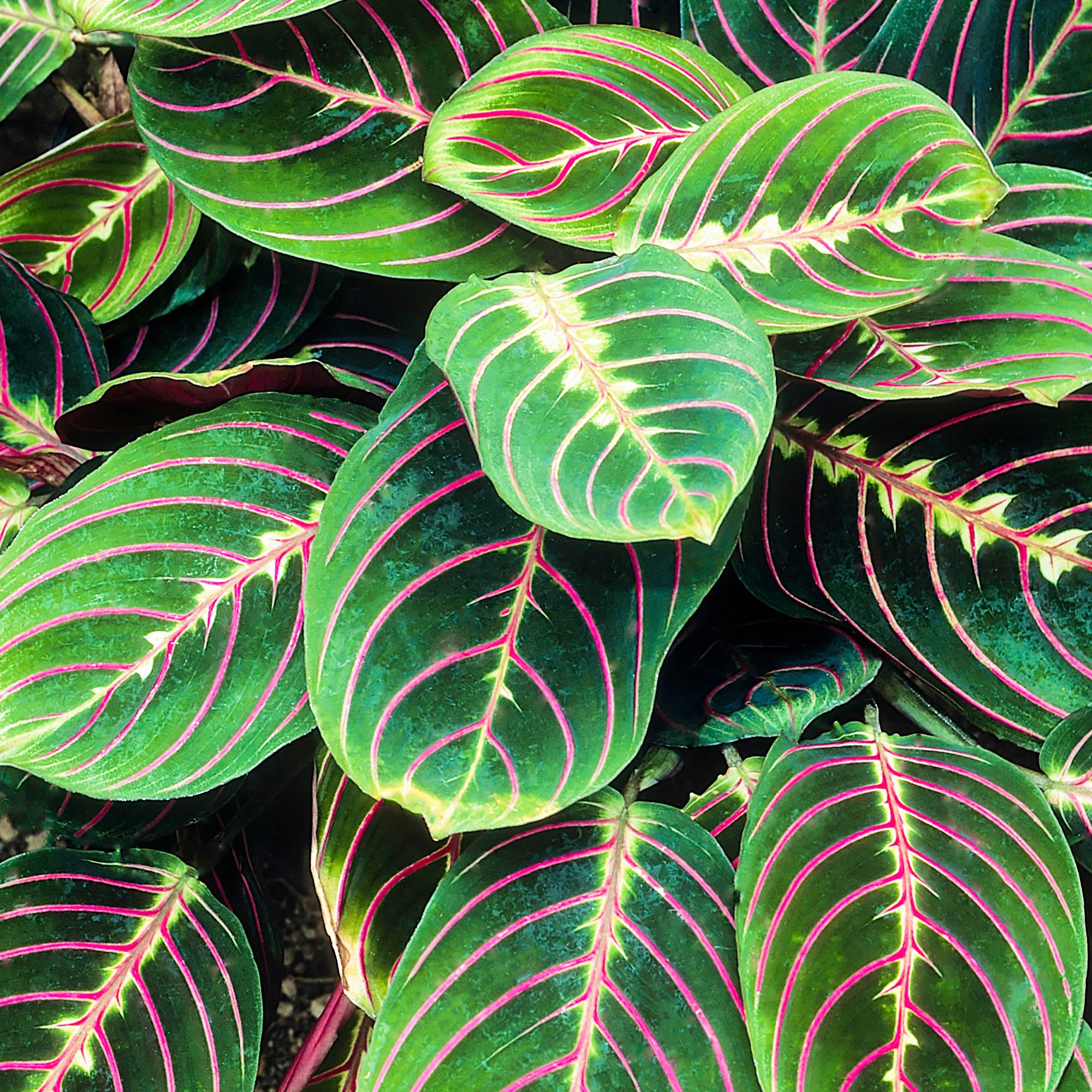 Gardenersdream - Maranta Fascinator Tricolore | Plante D'Intérieur Colorée | 20-30 Cm En Pot - GardenersDream - Image 1