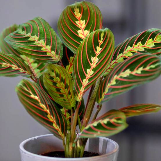 Gardenersdream - Maranta Fascinator Tricolore | Plante D'Intérieur Colorée | 20-30 Cm En Pot - GardenersDream - Image 3