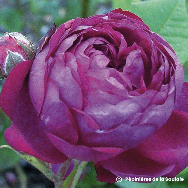Rosier 'Cardinal de Richelieu' - Racines nues - Taille 20/30cm - Pépinières Naudet - Image 1