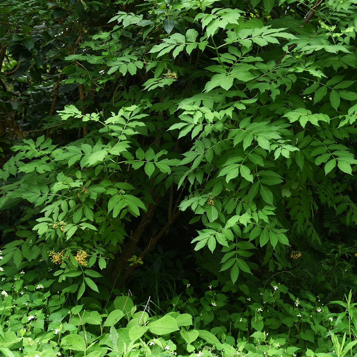 Sureau noir - Sambucus nigra Pendula Pot de 7,5L/10L - Image 1
