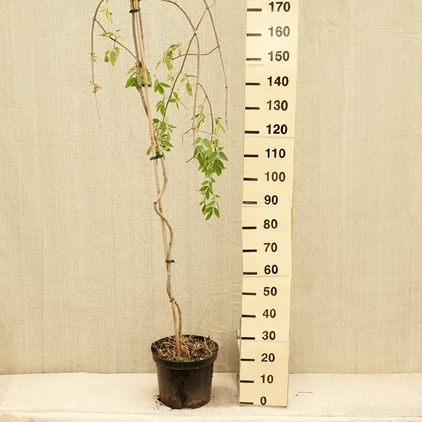 Sureau noir - Sambucus nigra Pendula Pot de 7,5L/10L - Image 2