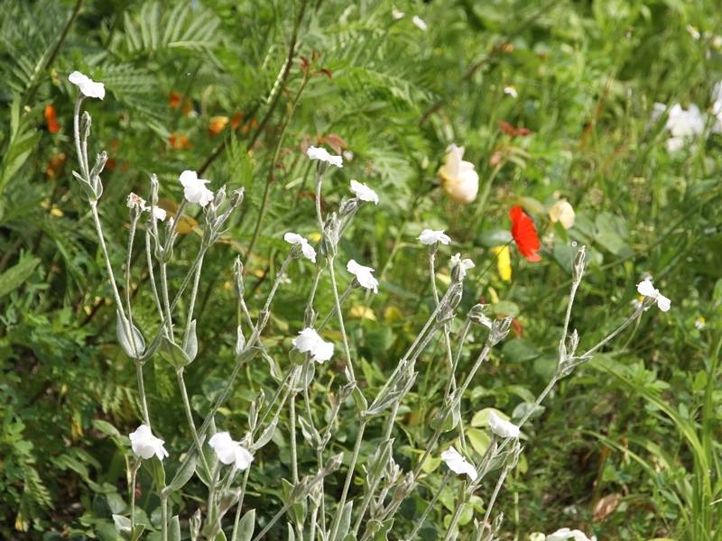 Lychnis coronaria Alba - Coquelourde des jardins blanche Godet de 8/9 cm