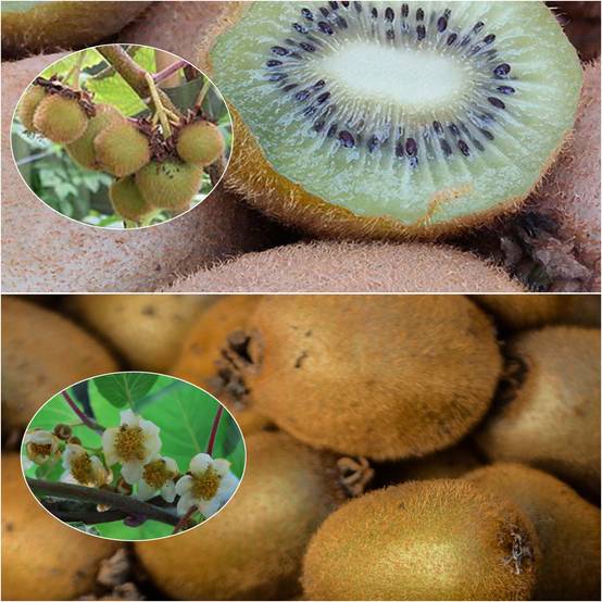 Duo Kiwi 'Hayward' femelle et 'Atlas' mâle pollinisateur - Collection de 2 plantes